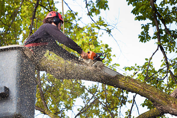 Best Lawn Grading and Leveling  in The Hills, NJ