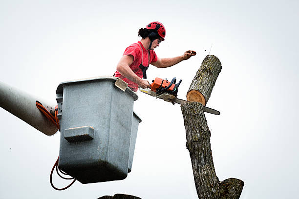 Professional Tree Services in The Hills, NJ