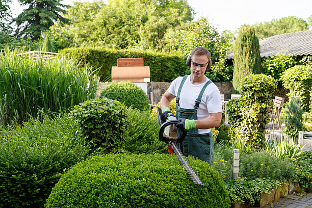 How Our Tree Care Process Works  in  The Hills, NJ